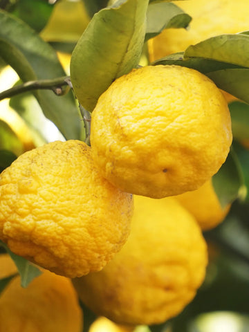 Sunlit Yuzu & Neroli