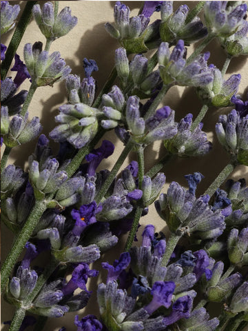 Lavender Balsam