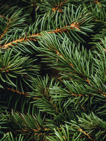 Swiss Pine & Eucalyptus