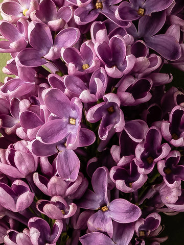 French Lilac