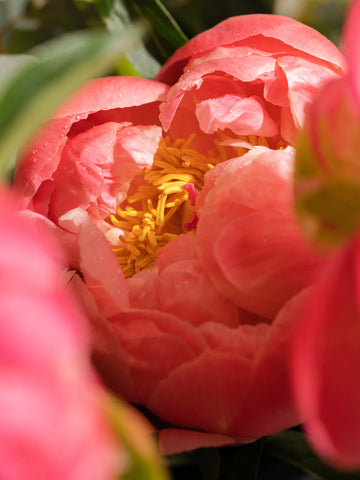Peony Blush